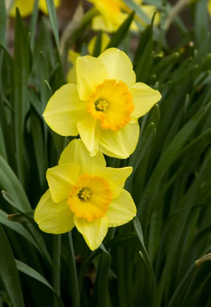 Narciso Flores Amarelas Brilhantes — Fotografia de Stock