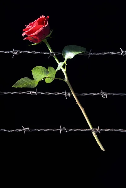 Троянда Колючий Дріт — стокове фото