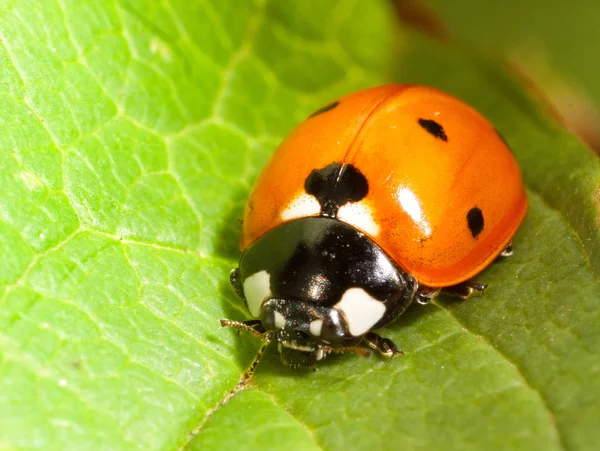 Ladybird Closeup Folha — Fotografia de Stock
