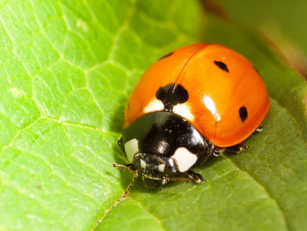 Coccinelle Gros Plan Sur Feuille — Photo