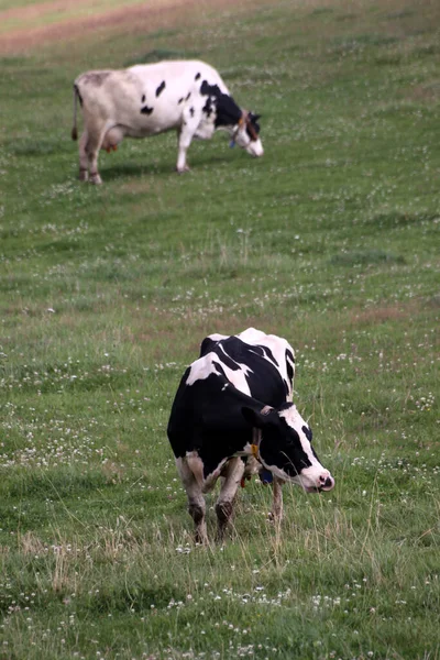 Vacas Pasto — Foto de Stock