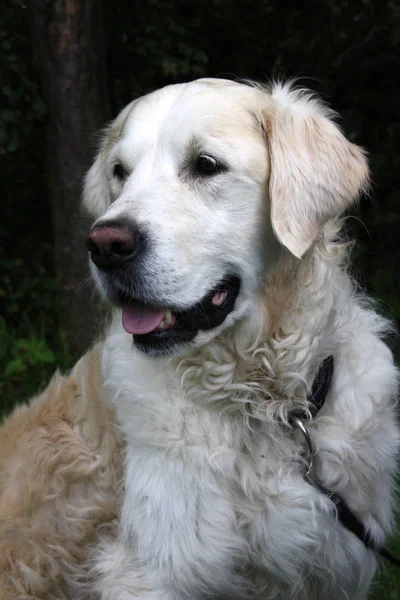 Retrato Hermoso Perro Blanco — Foto de Stock