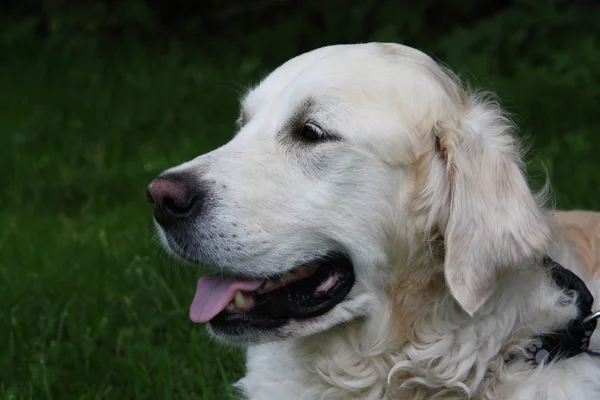 奶油色拉布拉多猎犬 — 图库照片