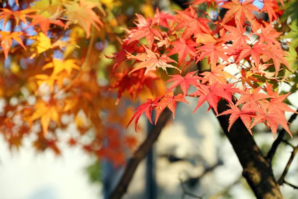 Japanskt Lönnträd Med Blad Blad Och Flora — Stockfoto