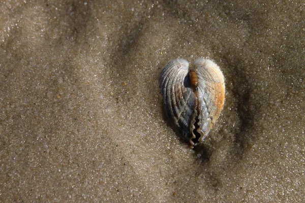 Conchiglia Sulla Sabbia — Foto Stock