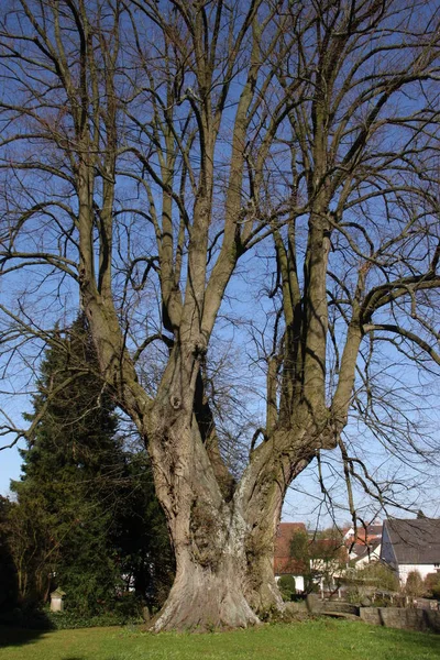 Wittekindlinde Elbrinxen — Stockfoto