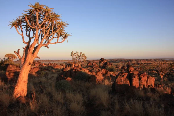 Bosque Del Árbol Del Carcaj Namibia — Foto de Stock