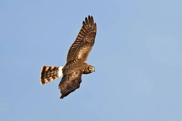 Vista Hermoso Pájaro Naturaleza — Foto de Stock