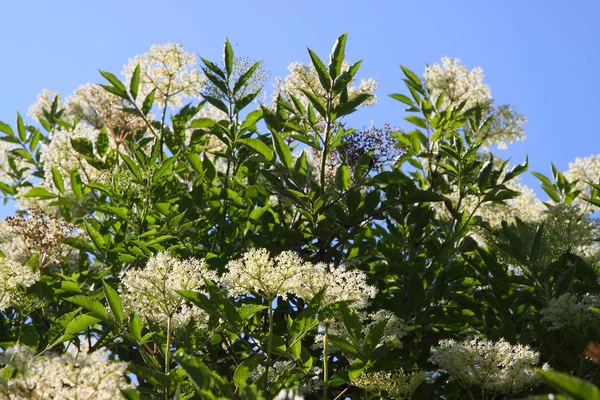 Vit Fläder Botanisk Växt — Stockfoto