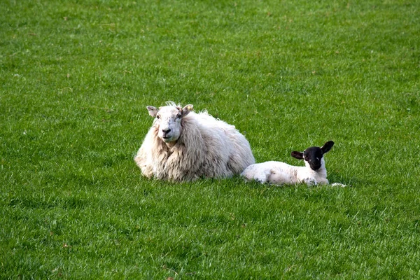 Naturskön Utsikt Över Landsbygden Selektivt Fokus — Stockfoto