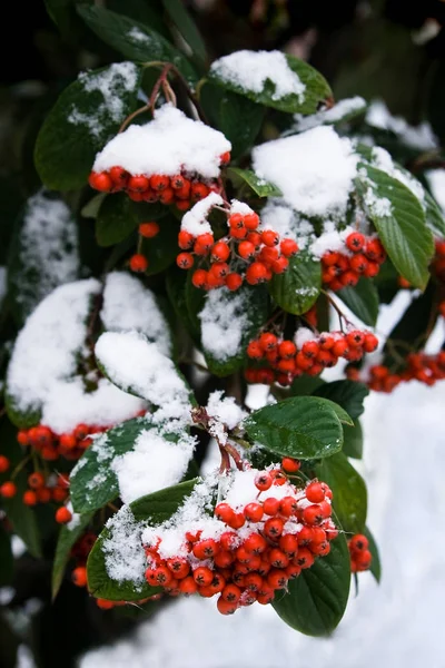 Rode Bessen Winter Met Sneeuwkap — Stockfoto