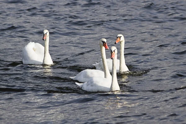 Jovens Cisnes Mudos Nadando Rio — Fotografia de Stock