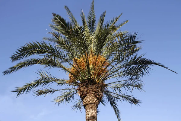 蓝天下的棕榈树 — 图库照片