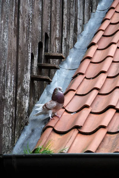 Malerischer Blick Auf Taubenvögel — Stockfoto