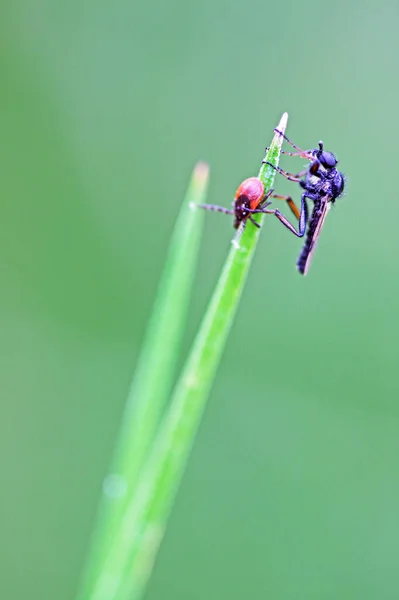 Close Bug Natureza Selvagem — Fotografia de Stock