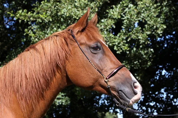 Carino Cavallo Natura Selvaggia — Foto Stock