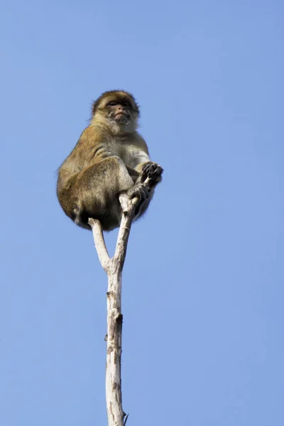 Macaco Animal Mamífero Primata — Fotografia de Stock