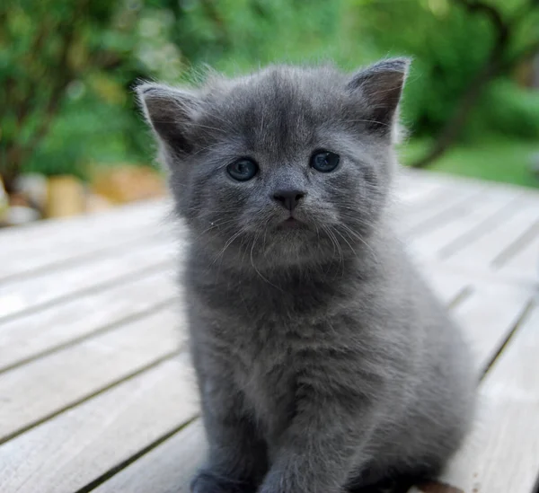 Gato Juguetón Divertido Animal Mascota Concepto —  Fotos de Stock