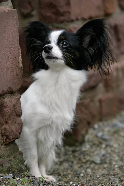 Porträt Eines Süßen Hundes — Stockfoto