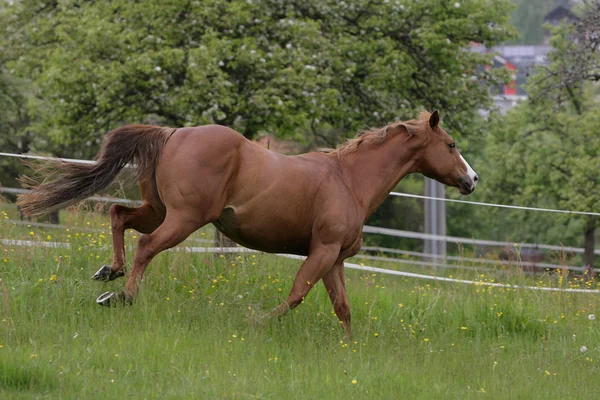 Häst Ett Fält — Stockfoto