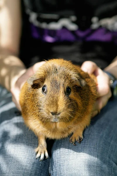 Hamster Marsvin Gnagare Djur Sällskapsdjur — Stockfoto