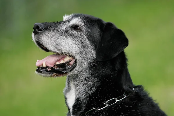 Siyah Labrador Köpeği Dışarıda — Stok fotoğraf