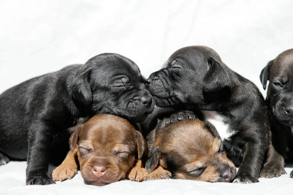 Adorável Patterdale Cachorros Terrier — Fotografia de Stock