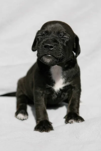 Imádnivaló Patterdale Terrier Kiskutya — Stock Fotó