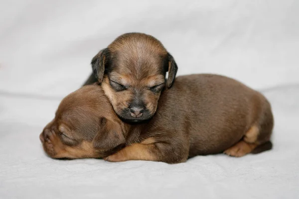 Entzückende Patterdale Terrier Welpen — Stockfoto