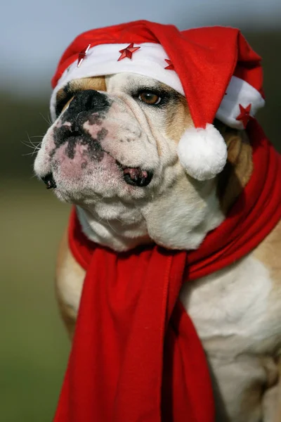 Malerischen Blick Auf Weihnachten Feiertagsdekoration — Stockfoto