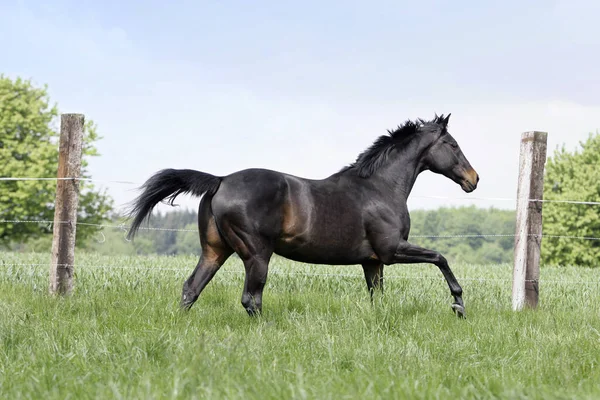 Spanish Thoroughbred Pasture —  Fotos de Stock