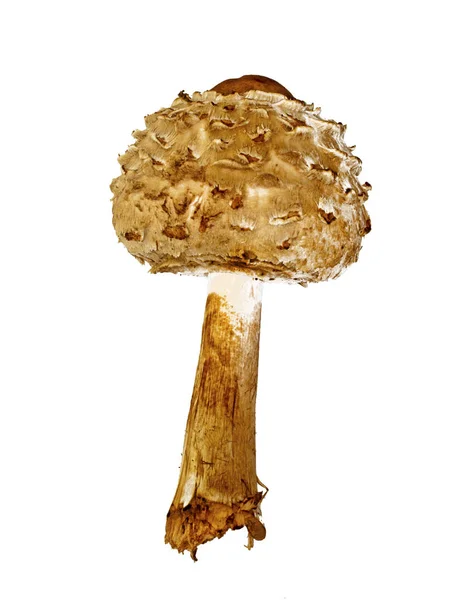 Funghi Stagione Pianta Fungo — Foto Stock