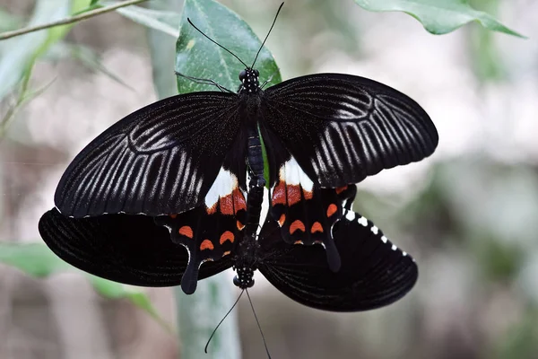 Nahaufnahme Von Schönen Bunten Schmetterling — Stockfoto