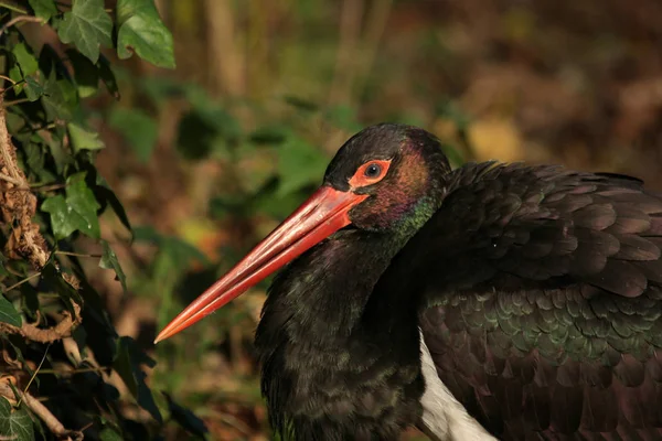 Vacker Utsikt Över Vacker Stork Fågel Naturen — Stockfoto