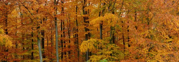 Sonbahar Ormanı Renkli Yapraklar — Stok fotoğraf
