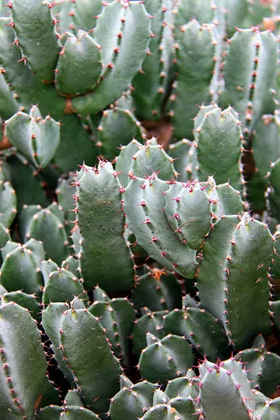 Tropische Plant Cactus Botany Flora — Stockfoto