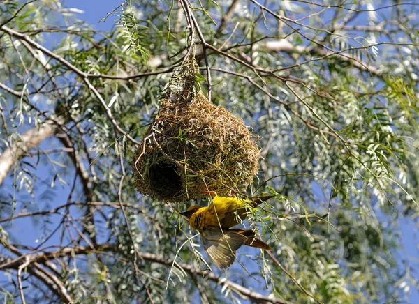 Kapweber Wevervogel Nestgebouw Zuid Afrika — Stockfoto