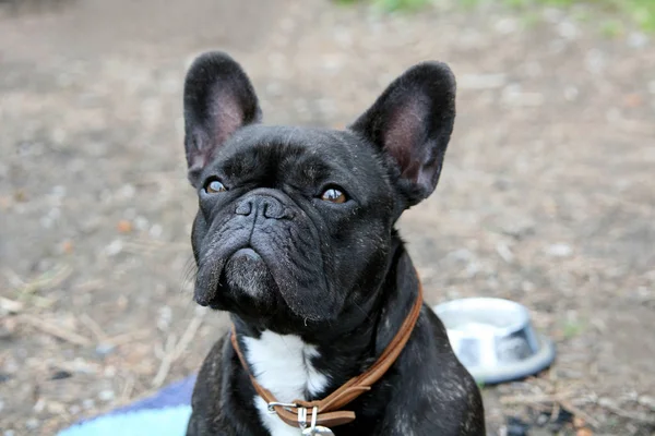 Bulldog Francese Cane Genealogico Animale Domestico — Foto Stock