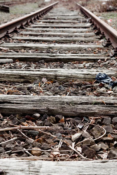 Binari Ferroviari Nella Foresta — Foto Stock