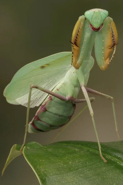 Gottesanbeterin Insektenfresser — Stockfoto