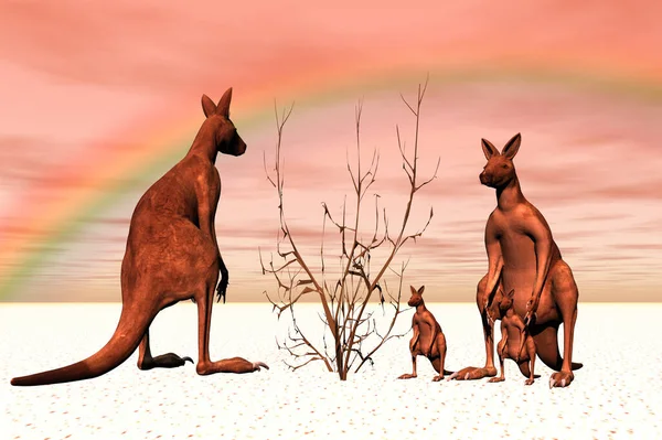 Canguro Animal Animal Australiano — Foto de Stock