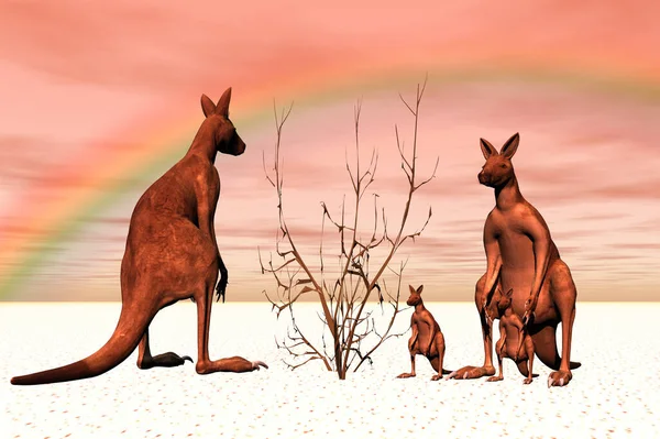 Kangaroo Djur Australiensiska Djur — Stockfoto