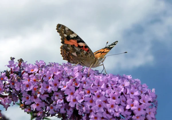 Güzel Çiçekler Çiçek Konsepti — Stok fotoğraf