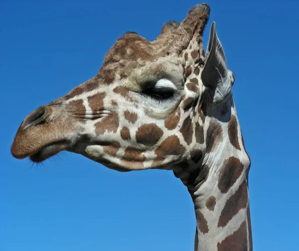 Высокое Коричневое Животное Жирафа Флора Фауна Природе — стоковое фото