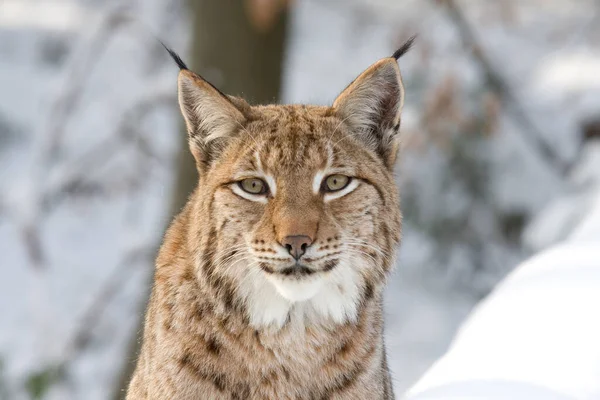 Lince Selvagem Animal Natureza Grande Gata — Fotografia de Stock