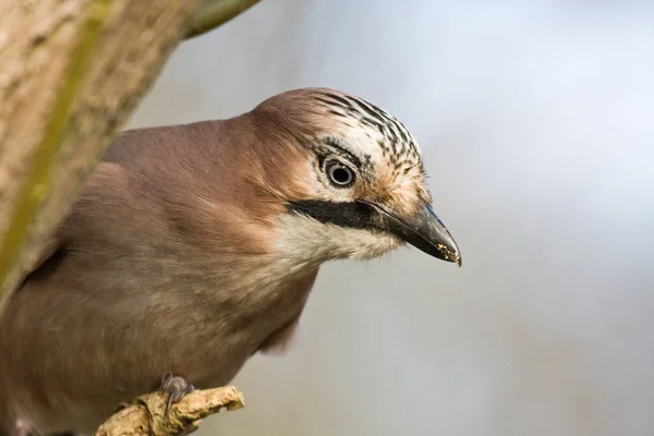 Schilderachtig Uitzicht Prachtige Jay Vogel — Stockfoto