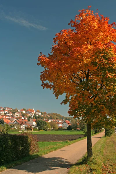 Natur Lövverk Träd Flora Och Blad — Stockfoto