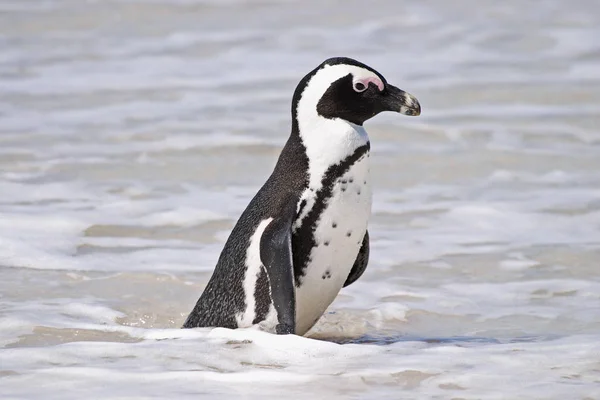 Pinguim Africano Surf — Fotografia de Stock