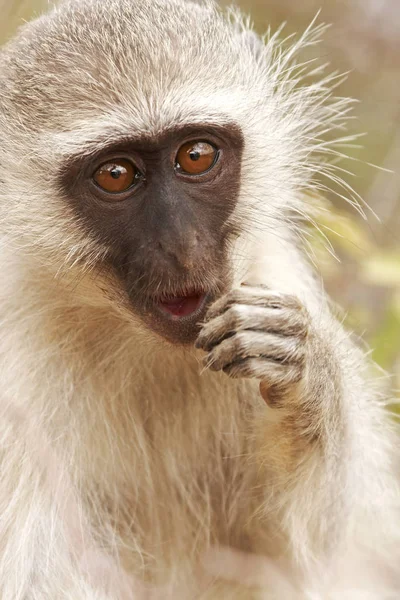 Hnědá Vlněná Opice Obyčejná Vlněná Opice — Stock fotografie