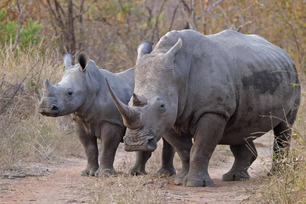 Madre Rinoceronte Blanco Ternera — Foto de Stock